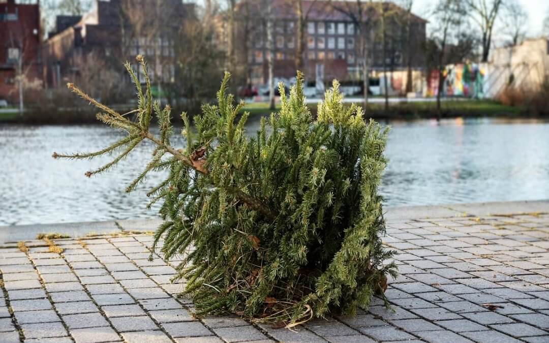 Bäumchen raus! – So entsorgen Sie den Weihnachtsbaum richtig